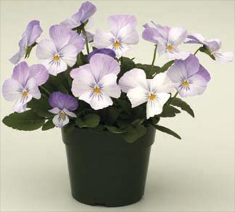 photo of flower to be used as: Pot and bedding Viola cornuta Velocity Baby Blue
