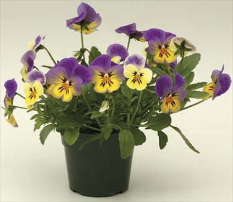 photo of flower to be used as: Pot and bedding Viola cornuta Velocity Lemon
