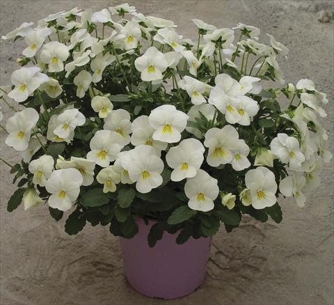 photo of flower to be used as: Pot and bedding Viola cornuta Velocity White