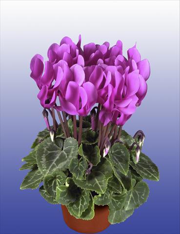 photo of flower to be used as: Pot, patio, basket Cyclamen persicum Super Serie® Verano® F1 Light Violet