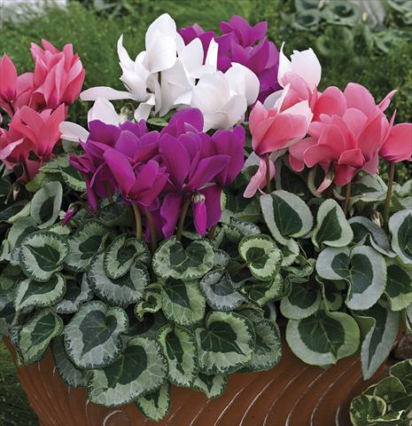 photo of flower to be used as: Pot and bedding Cyclamen persicum Winter Ice Mix
