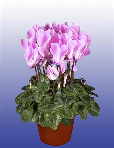photo of flower to be used as: Pot, patio, basket Cyclamen persicum Super Serie® Verano® F1 Neon Flamed
