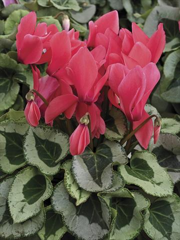 photo of flower to be used as: Pot and bedding Cyclamen persicum Winter Ice Salmon