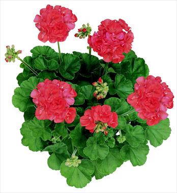 photo of flower to be used as: Basket / Pot Pelargonium zonale Acrux