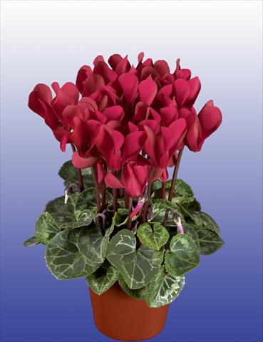 photo of flower to be used as: Pot, patio, basket Cyclamen persicum Super Serie® Verano® F1 Wine Red