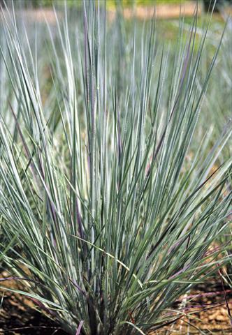 photo of flower to be used as: Bedding / border plant Andropogon scoparius Prairie Blues