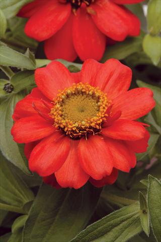 photo of flower to be used as: Pot and bedding Zinnia marylandica Zahara Scarlet