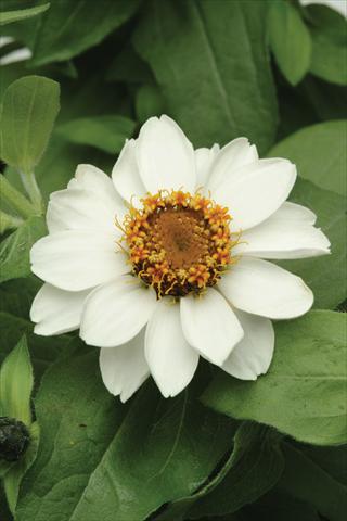 photo of flower to be used as: Pot and bedding Zinnia marylandica Zahara White