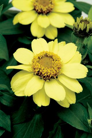 photo of flower to be used as: Pot and bedding Zinnia marylandica Zahara Yellow