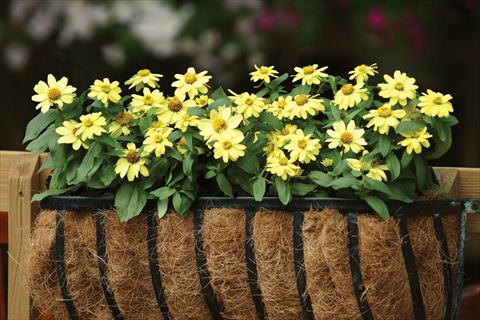 photo of flower to be used as: Bedding pot or basket Zinnia elegans Zahara Yellow