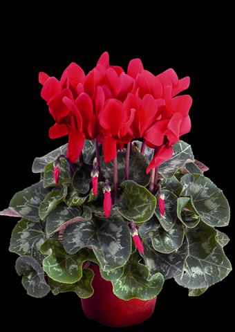 photo of flower to be used as: Pot Cyclamen persicum Super Serie® XL® F1 Wine Red