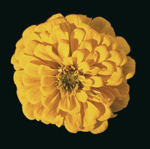 photo of flower to be used as: Bedding / border plant Zinnia elegans Eldorado Yellow