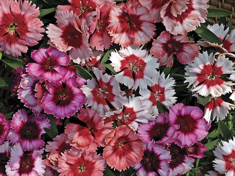 photo of flower to be used as: Pot and bedding Dianthus chinensis Super Parfait Mix