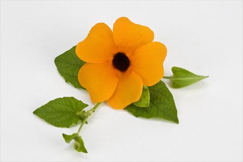 photo of flower to be used as: Pot, patio, basket Thumbergia alata Orange