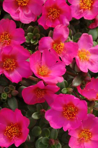 photo of flower to be used as: Pot and bedding Portulaca Toucan Fuchsia