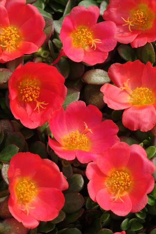 photo of flower to be used as: Pot and bedding Portulaca Toucan Scarlet Shades
