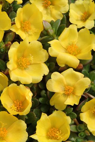 photo of flower to be used as: Pot and bedding Portulaca Toucan Yellow