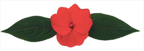 photo of flower to be used as: Basket / Pot Impatiens N. Guinea Galaxy® Centaurus