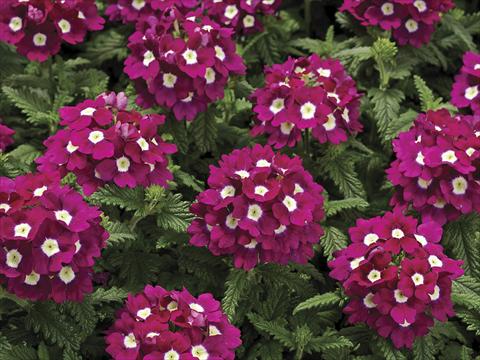 photo of flower to be used as: Pot, bedding, patio Verbena tenera Tuscany Burgundy with Eye