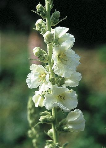 photo of flower to be used as: Bedding / border plant Verbascum hybridum Spica