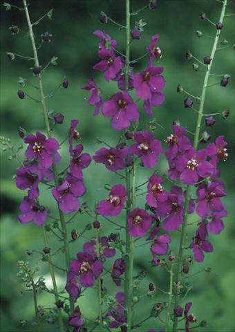 photo of flower to be used as: Bedding / border plant Verbascum phoeniceum Violetta