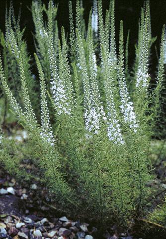 photo of flower to be used as: Bedding / border plant Veronica pinnata Blue Feathers