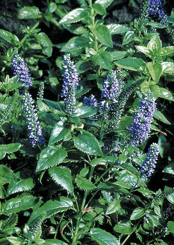 photo of flower to be used as: Bedding pot or basket Veronica subsessilis Blue Pyramid