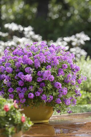 photo of flower to be used as: Bedding pot or basket Verbena Tapien® Purple