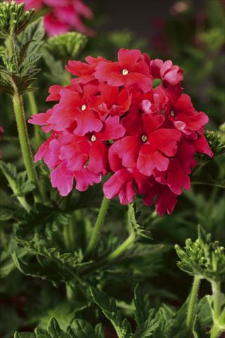photo of flower to be used as: Pot, bedding, patio, basket Verbena Lanai® Strawberry and Cream