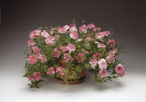 photo of flower to be used as: Pot, bedding, patio, basket Verbena Lanai® Sweet Stripe