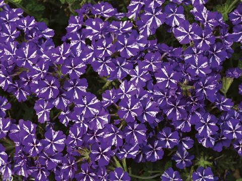 photo of flower to be used as: Pot, bedding, patio, basket Verbena Lanai® Purple Star