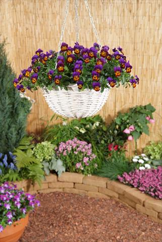 photo of flower to be used as: Pot, bedding, patio, basket Viola x williamsii F.1 Four Seasons Bronze Purple F1