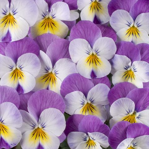 photo of flower to be used as: Pot, bedding, patio Viola x williamsiana Floral Power Super Rose Wing F1