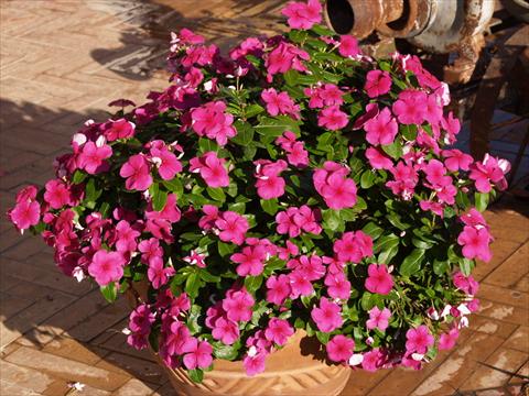 photo of flower to be used as: Pot, bedding, patio Catharanthus roseus - Vinca Egeo Purple