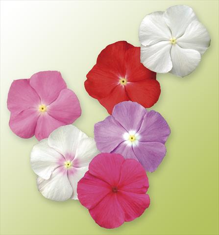 photo of flower to be used as: Pot, bedding, patio, basket Catharanthus roseus - Vinca Vitesse Mix