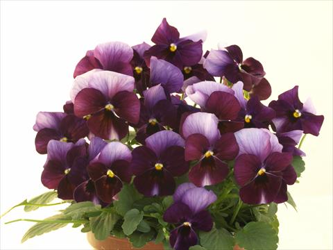 photo of flower to be used as: Pot and bedding Viola cornuta Caramel Innocence Donna