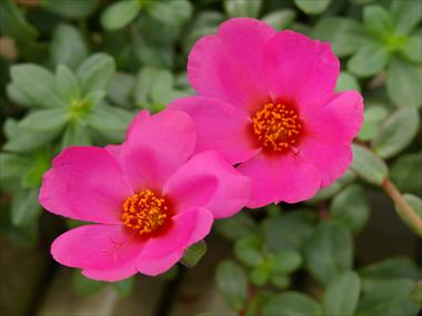 photo of flower to be used as: Basket / Pot Portulaca Electric Inedito Purple