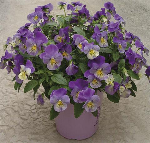 photo of flower to be used as: Pot and bedding Viola cornuta Velocity Yellow Eye