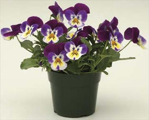 photo of flower to be used as: Pot and bedding Viola cornuta Velocity Purple