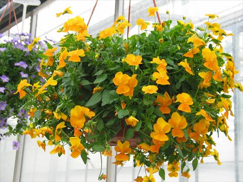 photo of flower to be used as: Patio, basket Viola hybrida Friolina® Cascadiz Orange