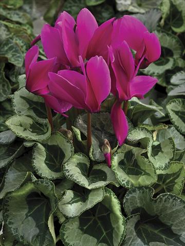 photo of flower to be used as: Pot and bedding Cyclamen persicum Winter Ice Purple