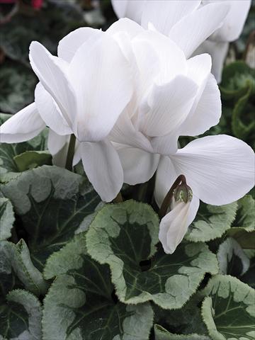 photo of flower to be used as: Pot and bedding Cyclamen persicum Winter Ice White