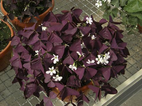photo of flower to be used as: Pot and bedding Oxalis Xalis Burgundy Wine