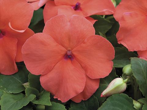 photo of flower to be used as: Pot, bedding, patio, basket Impatiens walleriana Xtreme Salmon Improved