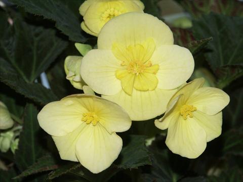 photo of flower to be used as: Pot, bedding, patio, basket Begonia boliviensis Yellow Desire