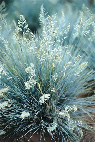 photo of flower to be used as: Bedding / border plant Festuca glauca Blue Select