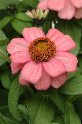 photo of flower to be used as: Pot and bedding Zinnia marylandica Zahara Coral Rose