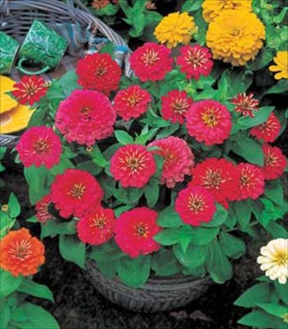 photo of flower to be used as: Bedding / border plant Zinnia elegans Dreamland F1 Mix