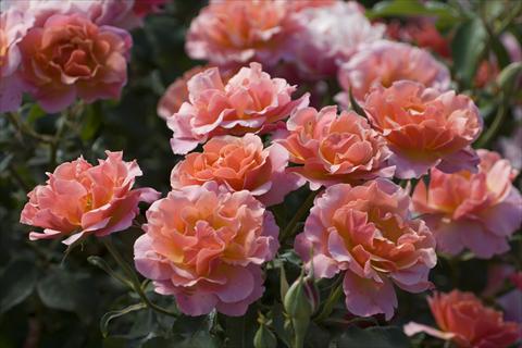 photo of flower to be used as: Bedding / border plant Rosa floribunda Charleston®