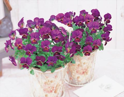 photo of flower to be used as: Bedding / border plant Viola cornuta Gem Plum Antique F1